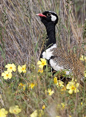 Northern Black Korhaan male